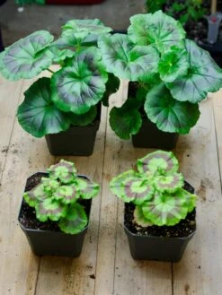 Organic Seed Starting Mix, 6 Quarts 8 Organic Seed Starting Mix, 6 Quarts -Gardener's Supply Company 37808 002E tif