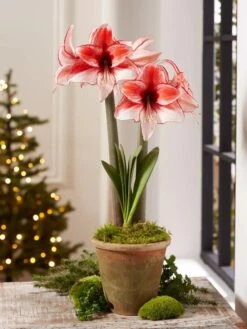 Premium Amaryllis Bulb -Gardener's Supply Company 39 733 Charisma 2021 08 tif