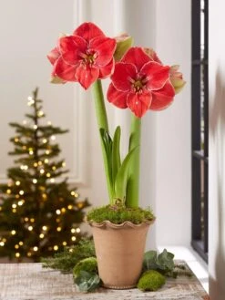 Premium Amaryllis Bulb -Gardener's Supply Company 39 733 MagicalTouch 2021 10 tif