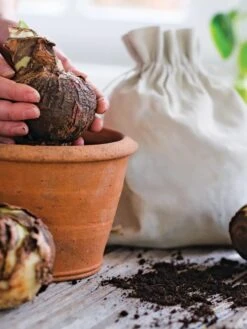 Premium Amaryllis Bulb -Gardener's Supply Company 39 733 bagged 2020 05000 tif