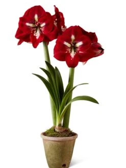 Premium Amaryllis Bulb -Gardener's Supply Company 39733 2020 2002 silo tif