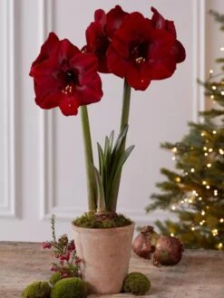 Premium Amaryllis Bulb -Gardener's Supply Company 39733 2020 2004 tif