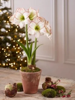 Premium Amaryllis Bulb -Gardener's Supply Company 39733 2020 2006 tif