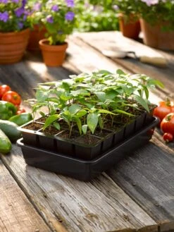 Growease Seed Starter Kit -Gardener's Supply Company 8589987 1148 tif