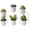 Succulent Terrarium Plant Collection, Set Of 6 -Gardener's Supply Company 8591769 3597 tif