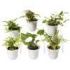 Fern Terrarium Plant Collection, Set Of 6 2 Fern Terrarium Plant Collection, Set Of 6 -Gardener's Supply Company 8591771 3591 tif