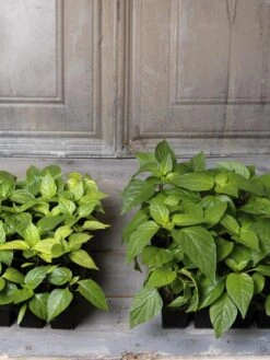 Organic Seed Starting Mix, 6 Quarts 9 Organic Seed Starting Mix, 6 Quarts -Gardener's Supply Company 8592212 002E tif