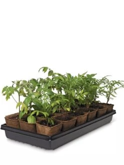 3-1/2” Square Biodegradable Pots & Tray Set 7 3-1/2” Square Biodegradable Pots & Tray Set -Gardener's Supply Company 8595968 3916 tif