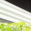 LED SunLite® High Intensity Fixture 1 LED SunLite® High Intensity Fixture -Gardener's Supply Company 8596021 3125 tif
