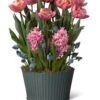 Mother's Day Bloom Bulb Garden -Gardener's Supply Company 8597243 MothersDay 2023