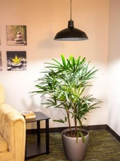 Barnyard Pendant LED Grow Light -Gardener's Supply Company 8598025 0256