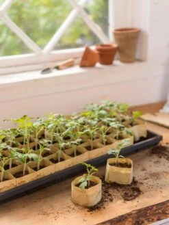 Paper Pots, 50 Cell 11 Paper Pots, 50 Cell -Gardener's Supply Company 8599830 0502 paper pots 50 cell tif