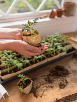 Paper Pots, 50 Cell 13 Paper Pots, 50 Cell -Gardener's Supply Company 8599830 0507 tif