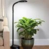 Agrobrite Floor LED Plant Lamp 1 Agrobrite Floor LED Plant Lamp -Gardener's Supply Company 8608870 0308 tif