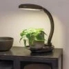 Agrobrite Desktop LED Plant Lamp 2 Agrobrite Desktop LED Plant Lamp -Gardener's Supply Company 8608871 0345 tif