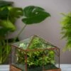 Art Decco Copper And Glass Terrariums -Gardener's Supply Company 8609210 0318 tif