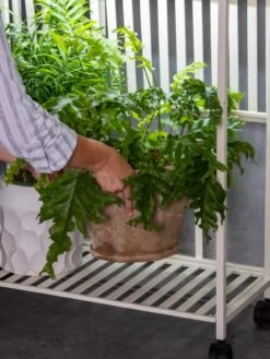 Oslo 2-Tier LED Grow Light Garden, 2 Fixtures -Gardener's Supply Company 8609220 4122 tif