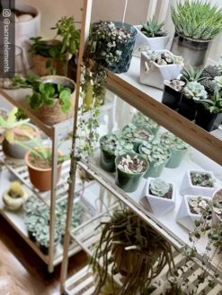 Oslo 2-Tier LED Grow Light Garden, 2 Fixtures -Gardener's Supply Company 8609221 02IN tif