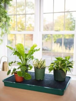 Self-Watering Tray -Gardener's Supply Company 8609872 9021 tif