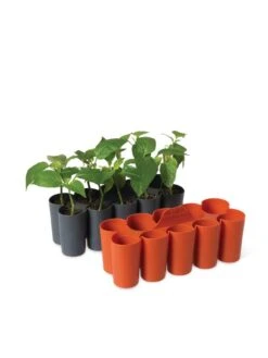 Sili-Seedlings® Seedling Tray, 10-Cell -Gardener's Supply Company 8611886 5192 tif