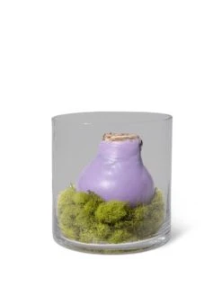 Easy Care Spring Waxed Amaryllis In Vase -Gardener's Supply Company 8612756 4937