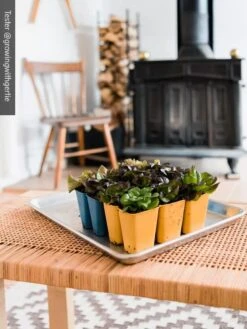 Gardener's Best® XL 6-Cell Planting Tray, Set Of 4 -Gardener's Supply Company 8613031 01IN cdt