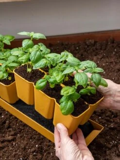 Gardener's Best® XL 6-Cell Planting Tray, Set Of 4 -Gardener's Supply Company 8613031 6300