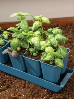 Gardener's Best® XL 6-Cell Planting Tray, Set Of 4 -Gardener's Supply Company 8613031 6302