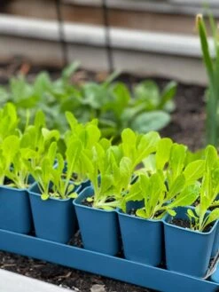 Gardener's Best® XL Seed Starting Kit -Gardener's Supply Company 8613066 01TEST