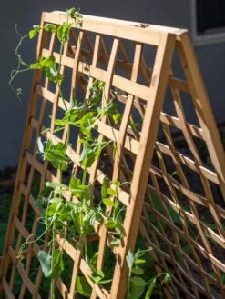 Bambo A Frame Plant Support, 30" X 42.5" -Gardener's Supply Company 8613310 6536