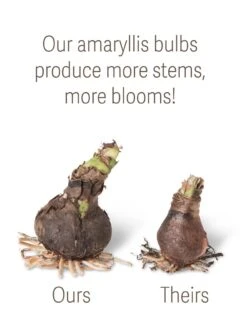 Premium Amaryllis Bulb -Gardener's Supply Company bulbs ourstheirs 27516 tif